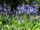Foton hyacint 4