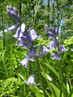 Foton hyacint