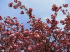 Foton japanskt körsbärsträd 2
