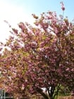 Foton japanskt körsbärsträd 3