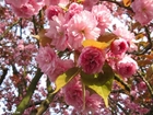 foto japanskt körsbärsträd