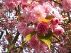 Foton japanskt körsbärsträd