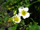 jordgubbsblomma
