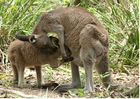 Foton känguru med unge