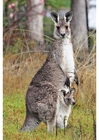 Foton känguru