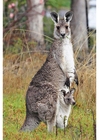 foto känguru