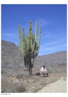 Foton kaktus i öken
