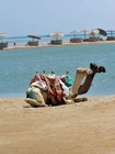 foto kameleont