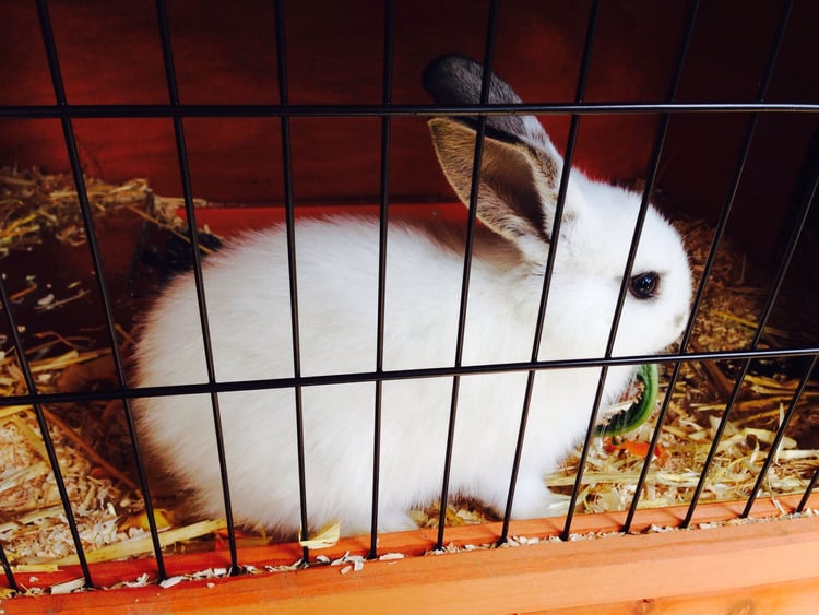 Foto kanin i en bur