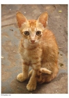 katt