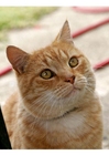foto katt