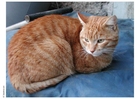 foto katt