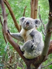 Foton koala