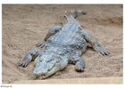 foto krokodil