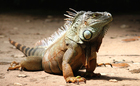 leguan