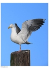 foto mås på stolpe