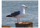 foto mås