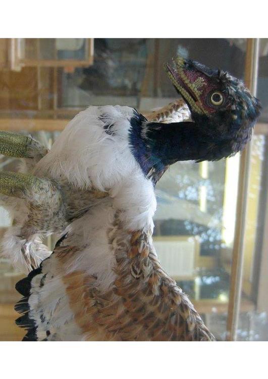modell av vÃ¤rldens fÃ¶rsta kÃ¤nda fÃ¥gel Archaeopteryx