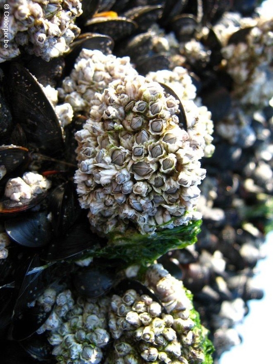 Foto mussla och havstulpaner