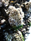 mussla och havstulpaner