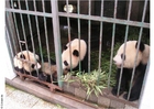 foto pandor