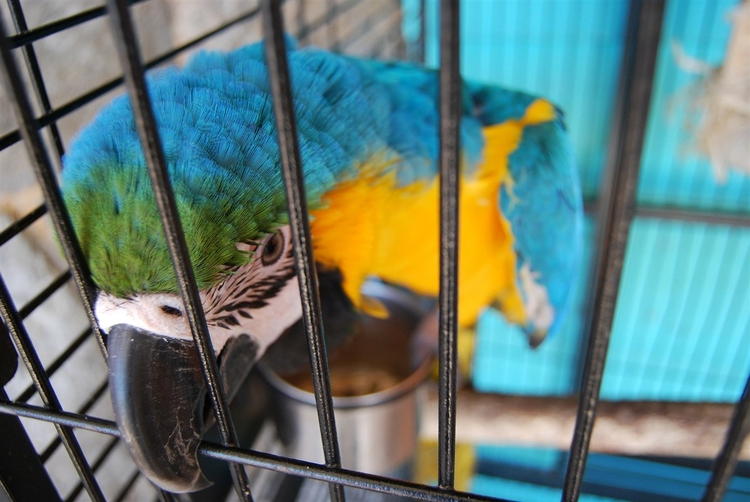 Foto papegoja i bur
