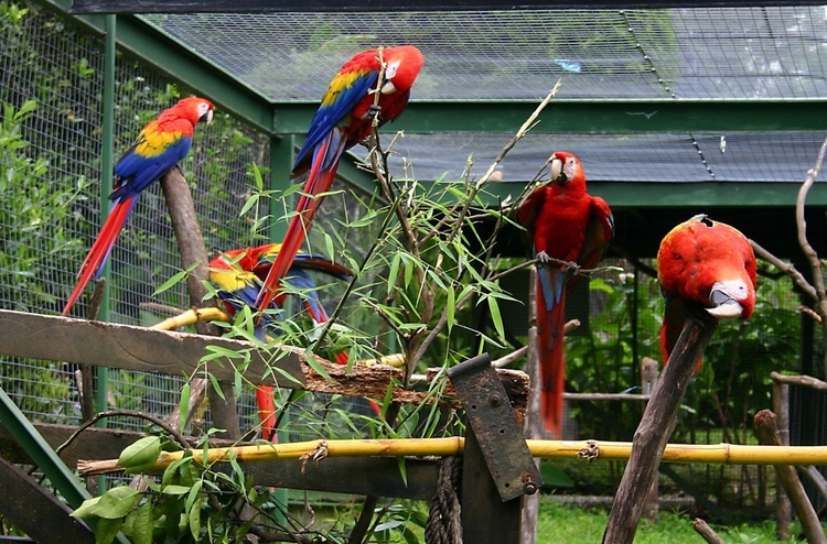 Foto papegojor i burar