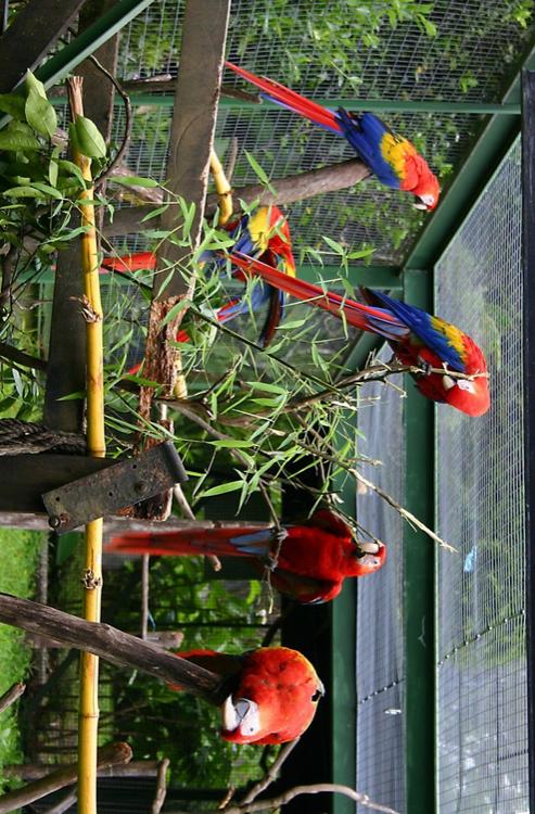 papegojor i burar