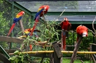 Foton papegojor i burar