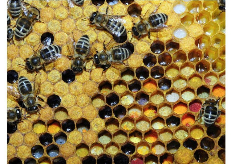 Foto pollen i bikupa