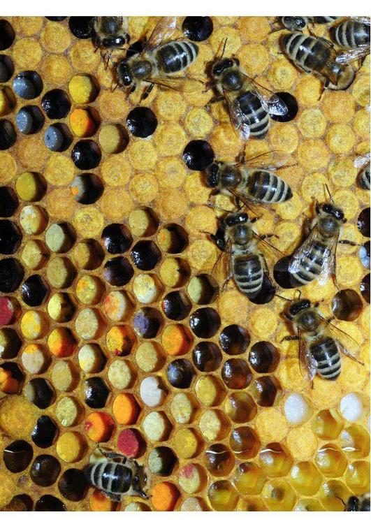 pollen i bikupa