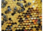 Foton pollen i bikupa