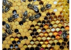 pollen i bikupa