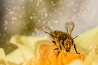 foto pollen