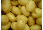 Foton potatisplanta