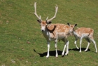 foto råbock och rådjurskid