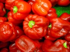 foto röd paprika