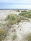 foto sanddyner 2
