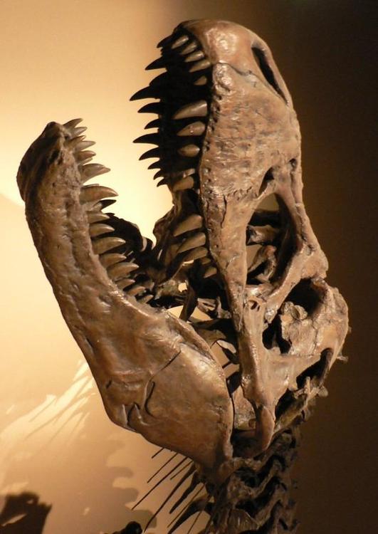 skalle - dinosaurie tyrannosaurus rex