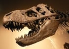 Foto skalle - dinosaurie tyrannosaurus rex