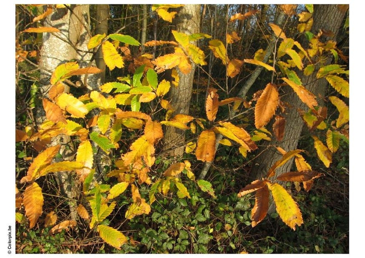 Foto skog - hÃ¶stlÃ¶v