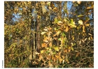 Foton skog - höstlöv