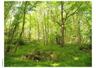 foto skog 2