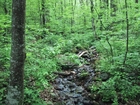 Foto skog