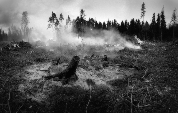 Foto skogsbrand