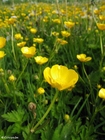 smörblomma 5