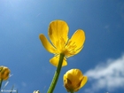 foto smörblomma 4