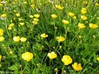 foto smörblommor