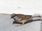 sparv