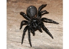 Foto spindel